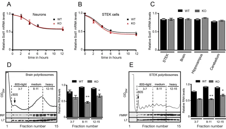 Figure 5. Stability and Translatability of Sod1 mRNA