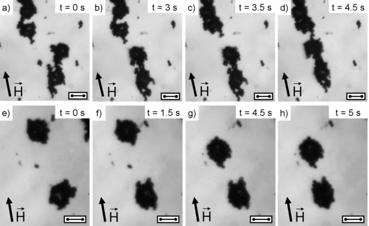 Fig. 6 Sets of photographs for dilute iron/PMMA samples. Dilution ratio as compared to the original suspension S1(10:10)  is 1:25