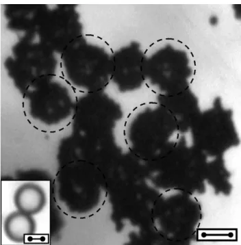 Fig. 2 Microscopic picture of a dilute iron/PMMA sample (bar length: 10 microns). Dilution ratio 1:5 as  compared to the original suspension S1(10:10)
