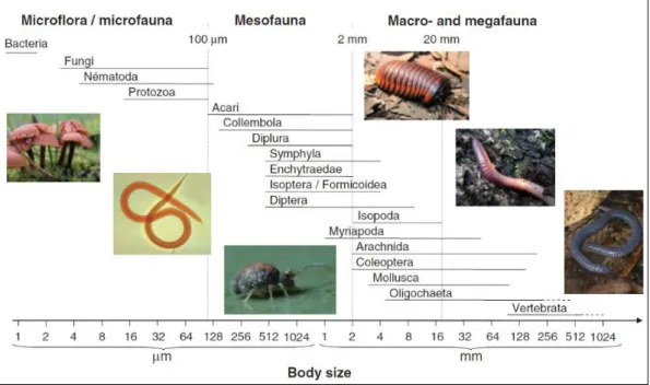 Figure  2: Taxonomic group’s classification of soil organisms according to their body-size