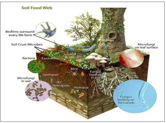 Figure  4:  A  complex  food  web  including  earthworms  and  other  living  organism  of  soil