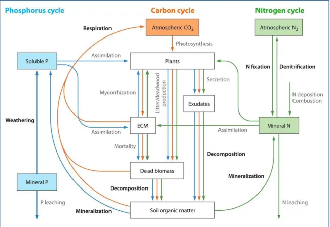 Figure 7: Ecological processes mediated by bacteria (highlighted in bold) and elements transfer (C in  orange, N in  green and P  in blue) within the coupled  biogeochemical cycles of carbon,  nitrogen  and  phosphorus in forest ecosystems