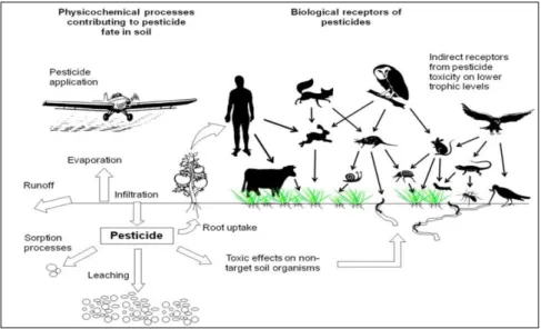 Figure  9:  Main  physiochemical  and  biological  processes  contributing  to  pesticide  fate  and  toxicity  (conceptual scheme elaborated from Köhne et al 2009, modified from Sanchez-Hernandez 2011)