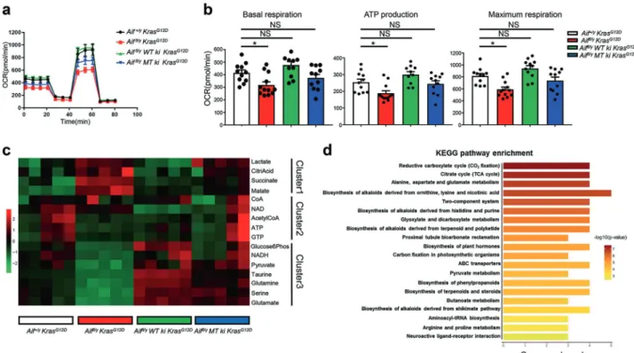 Fig. 7 Restoration of WT or mitochondria-anchored AIF eliminates mitochondrial respiration disadvantage
