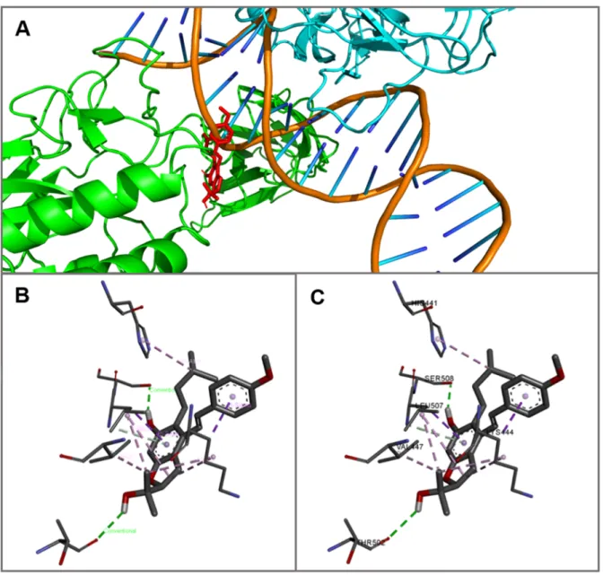 Figure 2: Molecular docking pose of MF interactions with NF-κB (PDB 3GUT). A, The bond of  407 