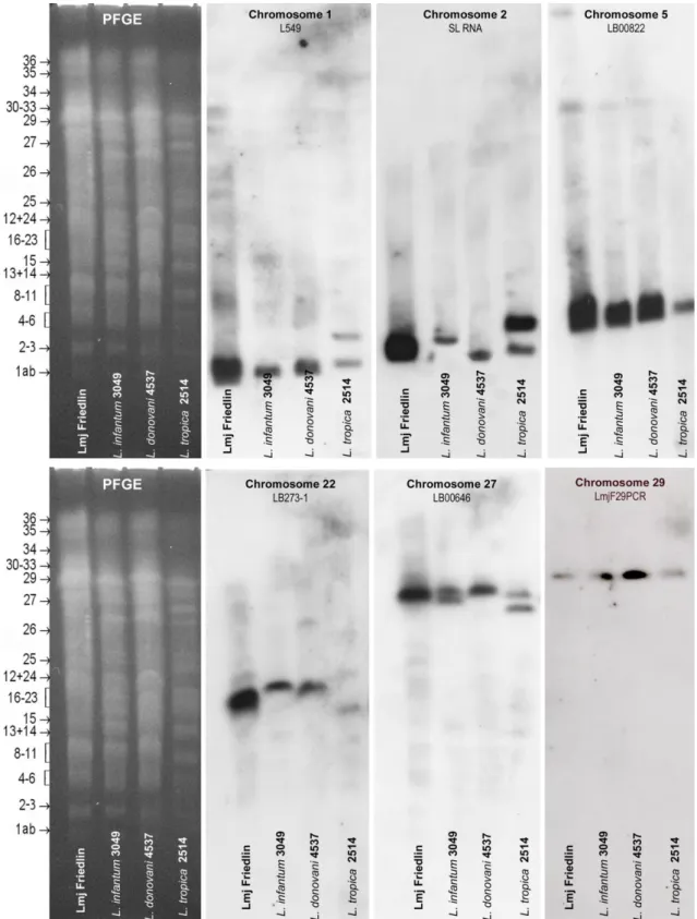 Figure S1. Specific localization of the DNA probes used for this study onto chromosomes  of three Leishmania species of the Old World