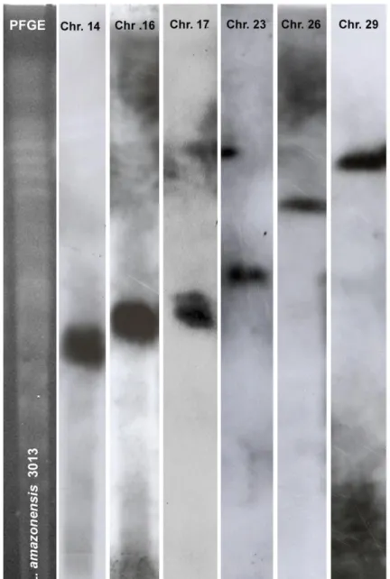 Figure S2. Specific localization of the DNA probes used for this study onto chromosomes  of Leishmania amazonensis