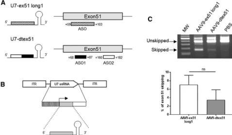 Figure 1. Selection of AAV9-U7snRNA Construct (A) Representation of the different U7snRNAs and their target on the dystrophin pre-mRNA