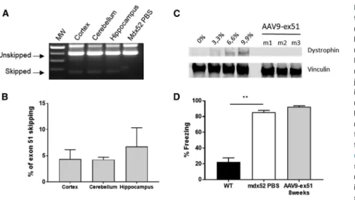 Figure 3. AAV9-ex51 Induces Exon 51 Skipping in the Brain