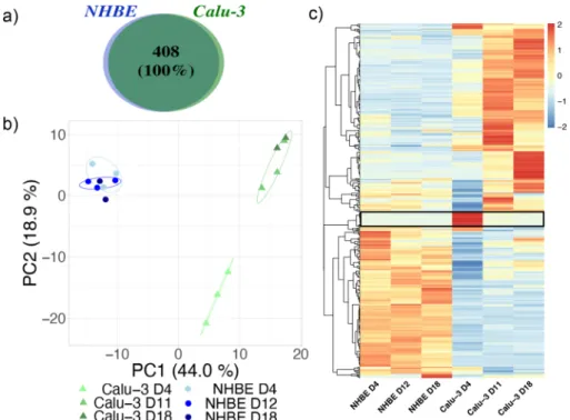 Figure 3.  Proteomic analysis of the apical secretome of the human bronchial epithelium in Calu-3 and NHBE  models