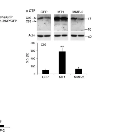 FIGURE 8 | MT1-MMP and MMP-2 have opposite roles in the regulation of C99 and Aβ in HEKswe cells