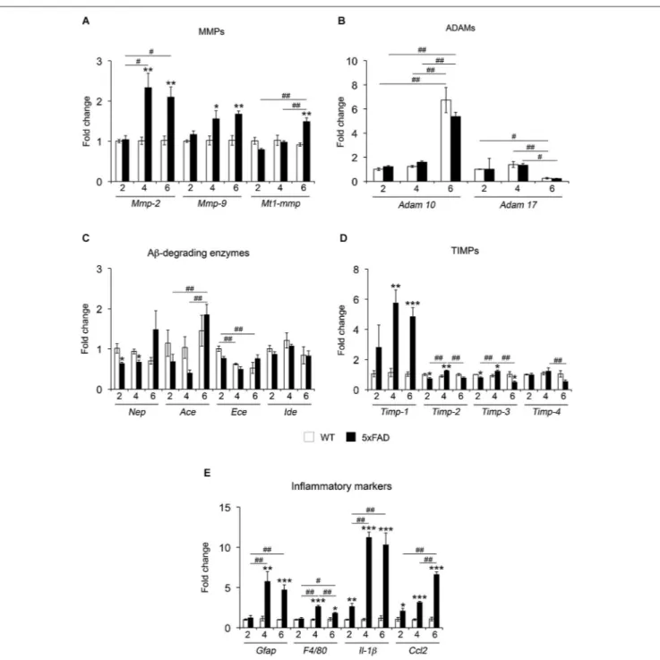 FIGURE 1 | mRNA expression of different proteolytic systems and inflammatory markers across age in 5xFAD mice hippocampi