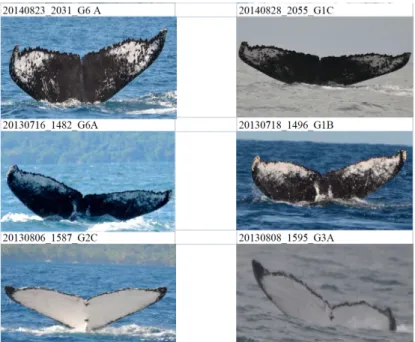Fig. 5. 3 good matches (each line corresponds to 2 images of the same individual whale)
