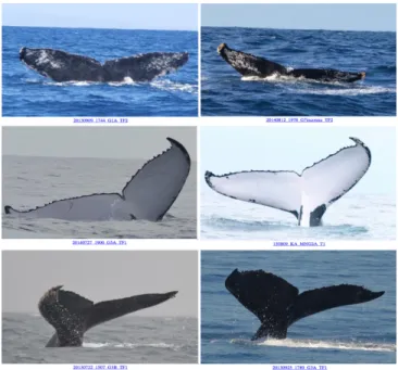 Fig. 6. 3 false positives (each line corresponds to 2 distinct individual whales)