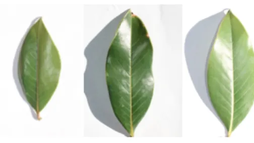 Fig. 11. Variability of unconstrained photographs of Acer platanoides (Norway Maple)