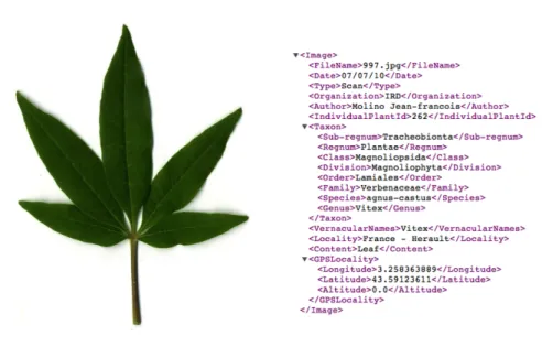 Fig. 3. An image of Pl@ntLeaves dataset and its associated metadata