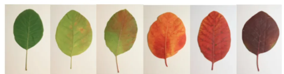 Fig. 4. Color variation of Cotinus coggygria Scop. (Eurasian smoketree)