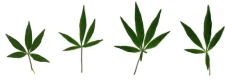 Fig. 8. Leaflets relative position variation of Vitex agnus-castus L. (Judas Tree)