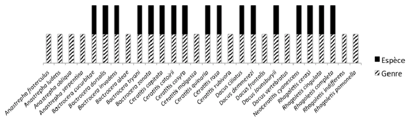 Figure 3 :   Espèces de Tephritidae identifiées dans les deux extractions de BDO.  