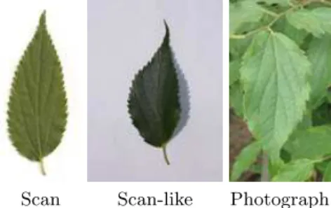 Fig. 1. The 3 image types illustrated with the same species Celtis australis L.