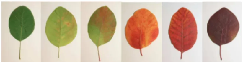 Fig. 5. Color variation of Cotinus coggygria Scop. (Eurasian smoketree)