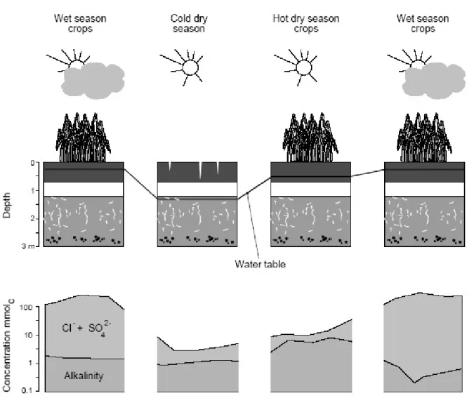 Fig. 8. Evolution of groundwater level and soil solution chemistry at 0.3 m depth during the different  seasons at the NDiaye site