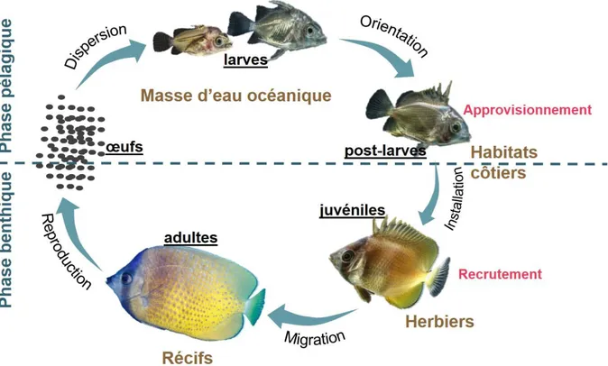 Figure 0.3 : Cycle biologique de poissons fréquentant les habitats côtiers. 