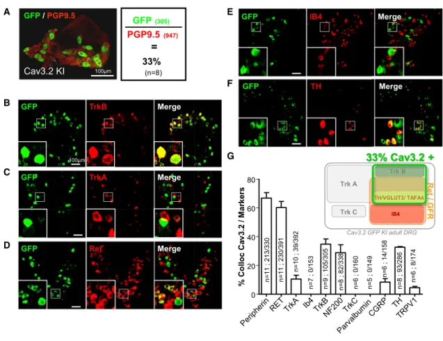 Figure 2. Sensory Neuron Classes Expressing Cav3.2