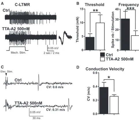 Figure 5. Cav3.2 Tunes Mechanical Re- Re-sponses of Wild-Type Mouse C-LTMR (A) Representative nerve-skin recording of a C-LTMR fiber in response to a mechanical  stim-ulation of its receptive field in the hairy skin.