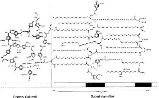 Figure 2 : Représentation schématique de la subérine, d’après Bernards (2002). 