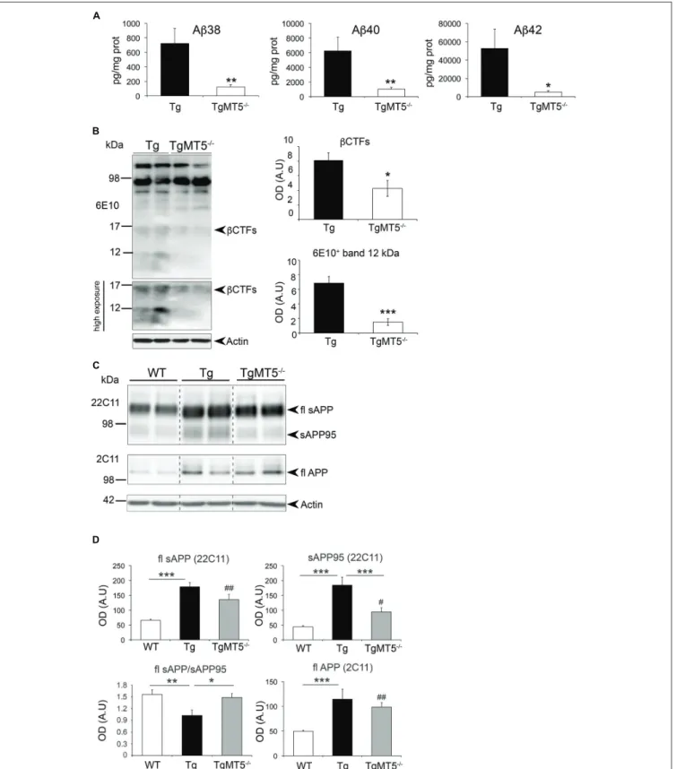 FIGURE 4 | Amyloid precursor protein (APP) metabolism is reduced in the frontal cortex of TgMT5 − / − mice compared to Tg