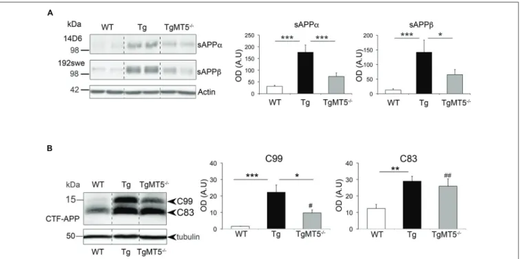 FIGURE 5 | sAPP α , sAPP β and C99 levels are strongly decreased in the frontal cortex of TgMT5 − / − mice compared to Tg