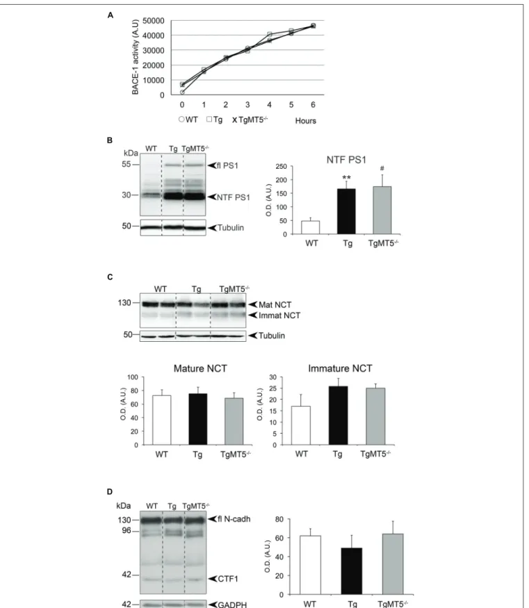 FIGURE 6 | β- and γ-secretase activities are not altered in the frontal cortex of TgMT5 − / − mice compared to Tg