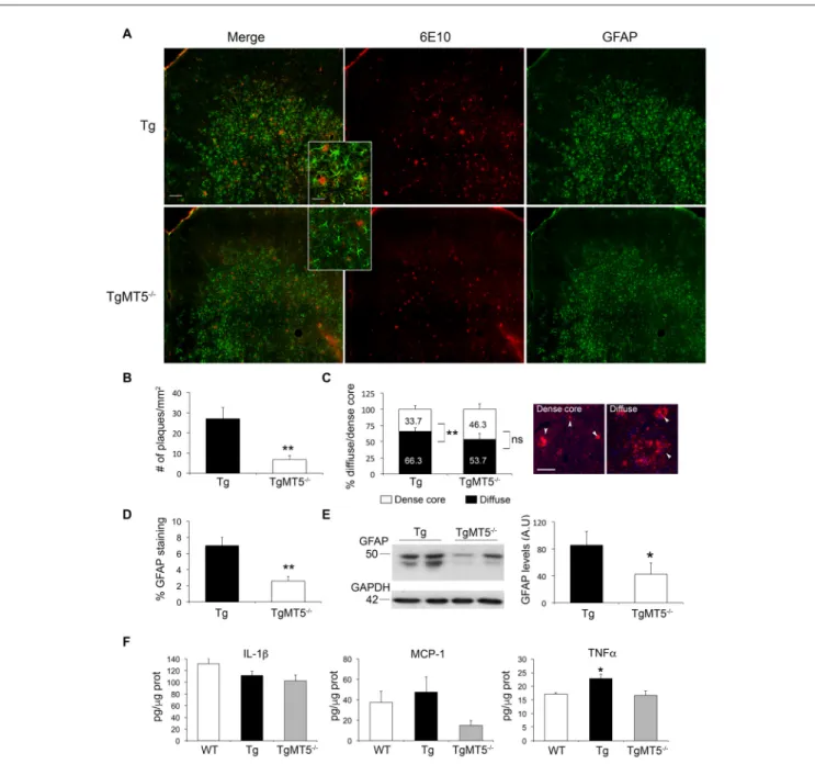 FIGURE 2 | Decreased amyloid burden and neuroinflammation in the frontal cortex of TgMT5 − / − mice compared to Tg
