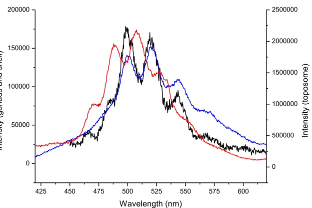 Figure 4: TRFLS spectra obtained for the contaminated test of sea urchin 5 (red), for the contaminated  509 