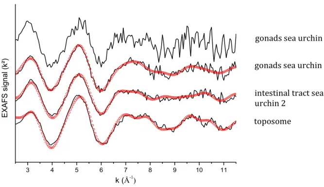 Figure 7 : EXAFS spectra (k²) at the U L III  edge of the contaminated intestinal tract of sea urchin 2 (SU2) 524 