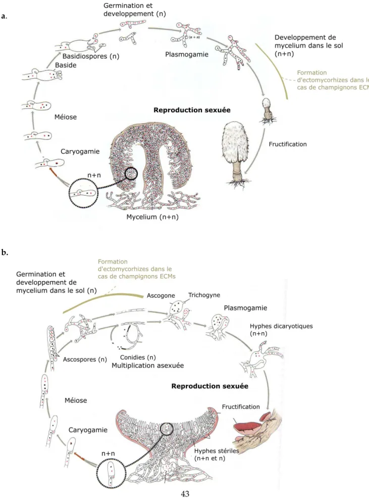 Figure 6.  Cycles de reproduction d’un Basidiomycète (a. Coprinus sp., non ECM) et d’un Ascomycète  (b