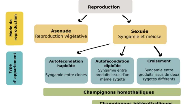 Figure 7. Schéma synthétique des différents modes de reproduction chez les champignons (a.) et des  différents types d’appariements sexuels (b.) (schémas adaptés de Billiard et al., 2012)