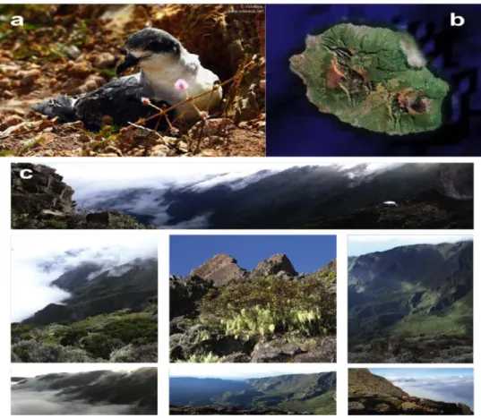 Figure 2.1  :  Photographies  a)  du  Petrel  de  Barau  ,  Pterodroma  baraui (©YabAlex ;  www.oiseaux.net), (b) images satelitaire de la Réunion (©Google earth) et Photographies  (c) des colonies de reproduction du pétrel de Barau (Photos : D.Prado et P.