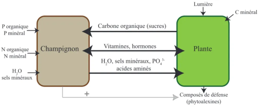 Figure 1.1 – Echanges de nutriments mis en jeu dans les symbioses mycorhiziennes. ´