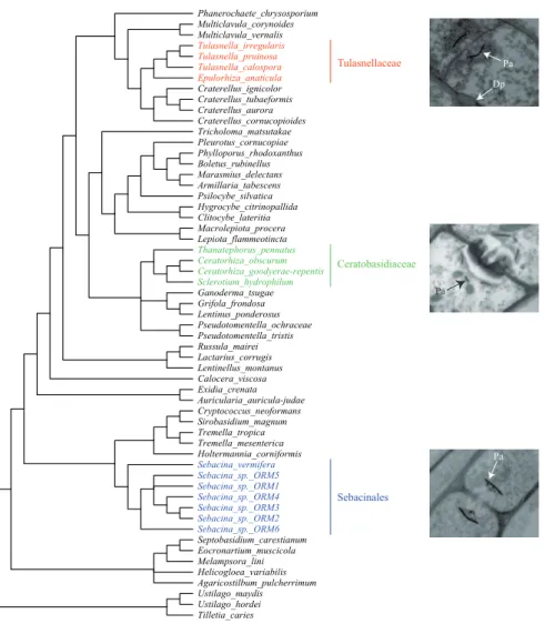 Figure 1.11 – Polyphyl´etisme et polymorphisme ultrastructural des champignons rhi- rhi-zoctonias