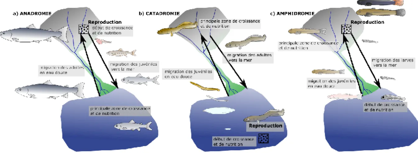 Figure 1 : Description des trois cycles de vie diadromes pour des espèces emblématiques : (a) anadromie  chez  le  Saumon ;  (b)  catadromie  chez  l’Anguille  et  (c)  amphidromie  chez  les  gobies  du  genre  Sicyopterus