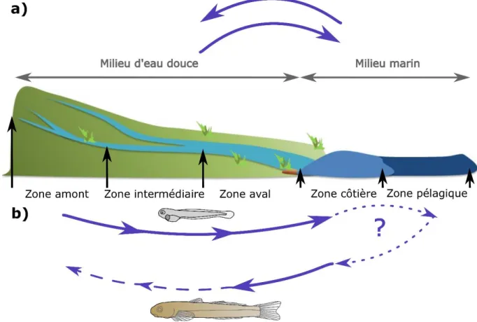 Figure 3 : Schéma synthétique des différentes migrations des Sicydiinae amphidromes entre les milieux  marin et d’eau douce (a) ou entre les différents habitats de ces milieux (b)