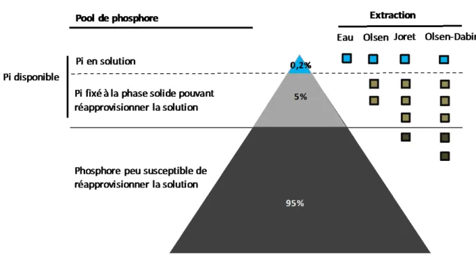 Figure 5 Représentation du pouvoir d’extraction de différentes méthodes utilisées pour estimer le  Pi disponible du sol (D’après GEMAS).