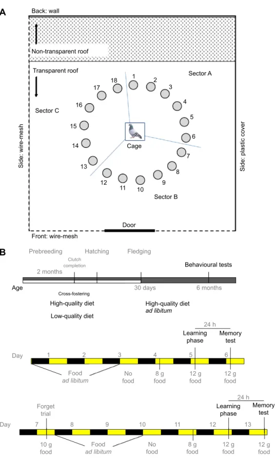 Fig. 1. Experimental setup and schedule of a spatial memory test using pigeons raised with low- or high-quality food.