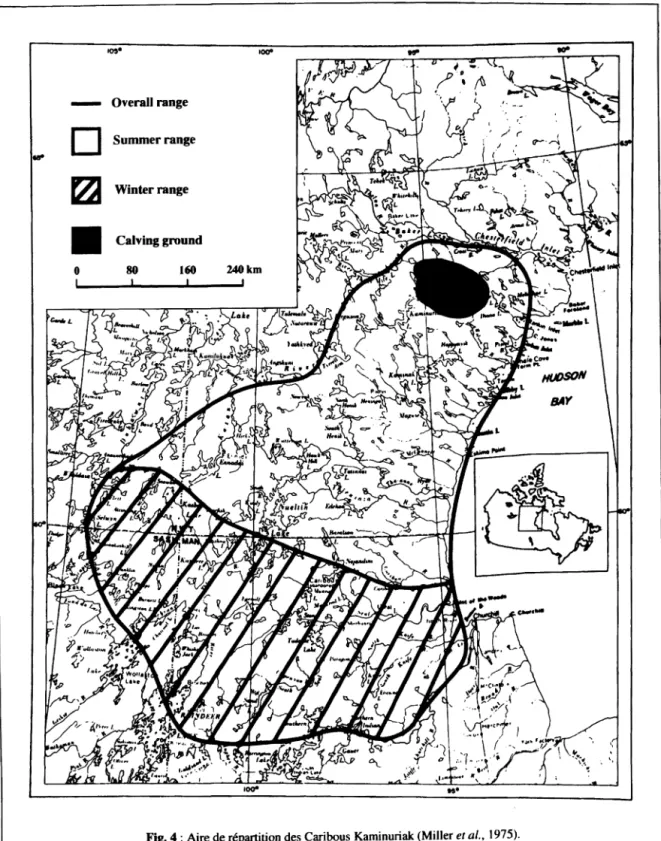 Fig. 4 : Aire de répartition des Caribous Kaminuriak (Miller  el  al.,  1975). 