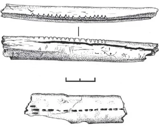 Fig. 6: Engraved bones from the Epigravettian layer 2.