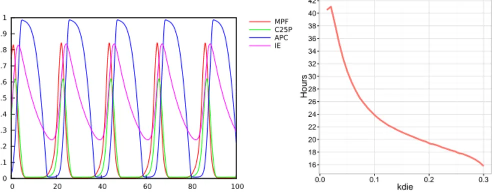 Figure 2: Left: Simulation of the cell division cycle model of Qu et al. Right: Period of the cell division cycle (measured as the distance between successive peaks of MPF) as a function of the parameter kdie for MPF activation by Cdc25p in the model of Qu