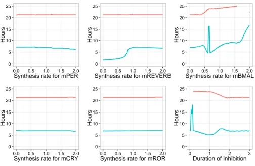 Figure 5: Period of the circadian clock (red) and phase between the division and RevErb-α protein (blue) in the coupled model calibrated with the second set of parameters, and when the cell cycle has a period of 21 hours.