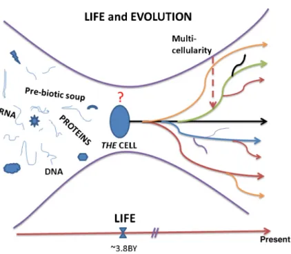 Figure 2. The emergence of living organisms and their further evolution, as we know it, implies that the default state of the first cell (i.e.